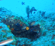 scuba diving trips